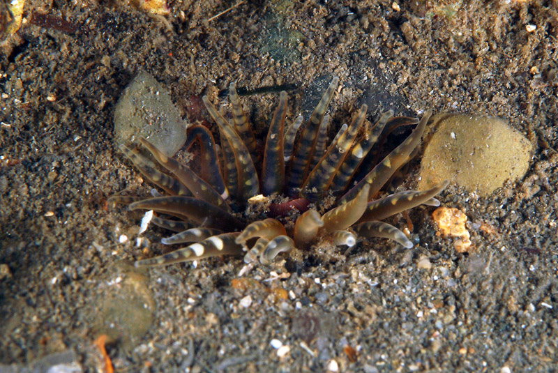 Aulactinia verrucosa